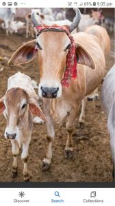 vermicompost manure, cow dung