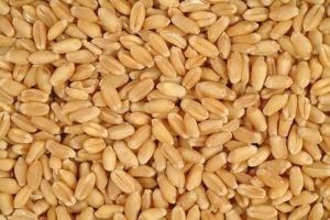 Wheat Seeds