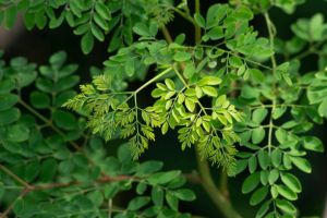 Moringa Leaf