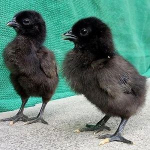 kadaknath chick