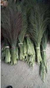 Dimapur grass broom