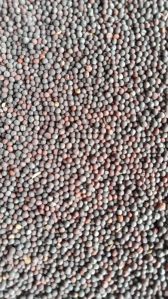 Black Mustard Seeds