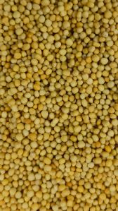 Yellow Mustard Seeds