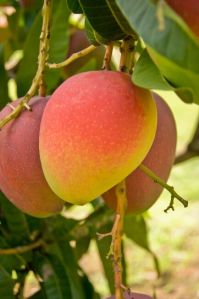 Yellow Mango Fruit, Dashehari Mango