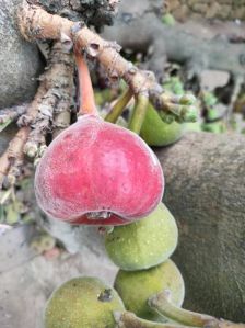 Fig Fruit