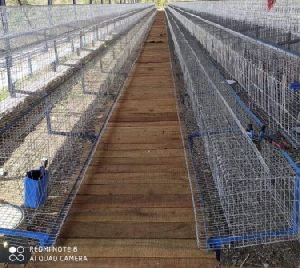 Poultry Layer Cage