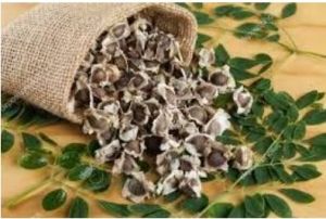 Moringa Seeds