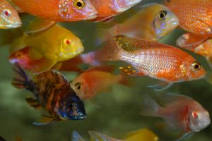 mixed malawi peacock cichlid fish