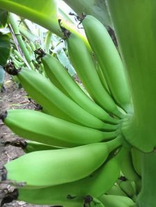 G9 Cavendish Bananas