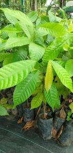 Cocoa Plant
