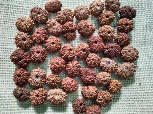 Rudraksha