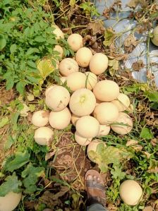 muskmelon seed