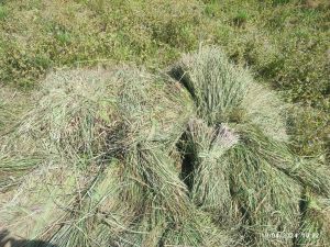 Lemongrass whole dried leaves