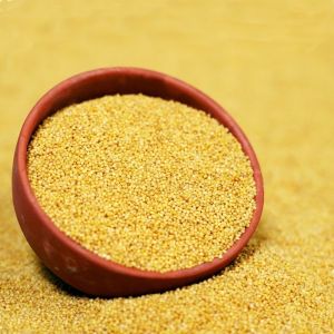 foxtail millet