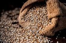 Pearl Millet