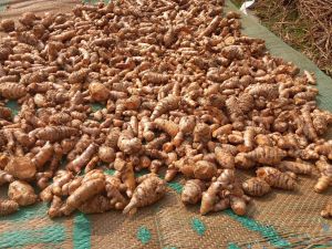 Lakadong Raw Turmeric Finger Rhizhomes