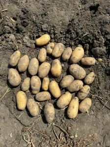 Diamond-Potato Seed