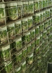 banana G9 tissue culture plants