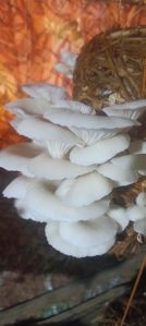 Oyster Mushroom