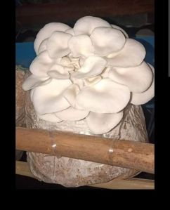 Fresh Oyster Mushroom