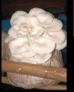 Oyster Mushroom