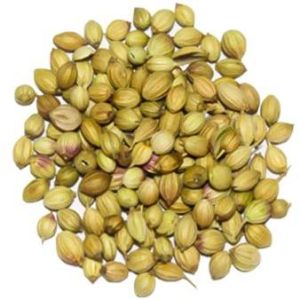 Single Parrot Coriander Seed