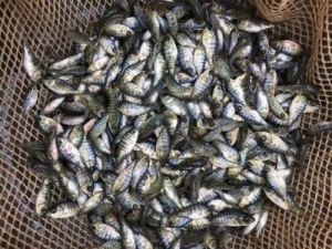 Monosex Tilapia fish seed