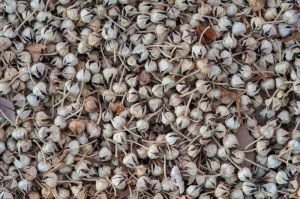 calotropis gigantea row dried flowers