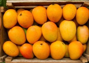 Fresh Alphonso Mango