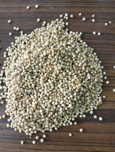 Sorghum