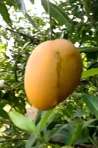 Fresh Mangoes