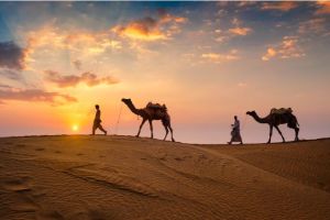 camel safari tour services