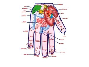 acupressure sujok therapy