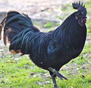 kadaknath chicken 210kg