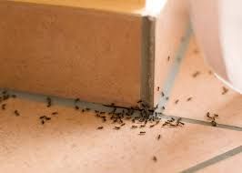 Ants Control Services