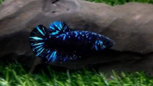 avatar betta fish