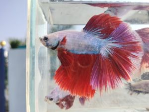 thailand import ohm fish