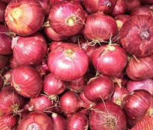 Red Onion