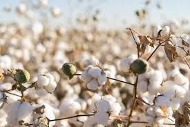 Raw Cotton