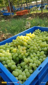 Fresh Table Grapes