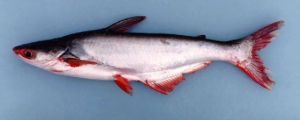 Pangasius Fish