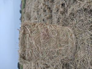 Paddy Straw Bales