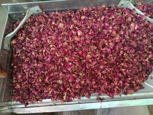 dry rose petal