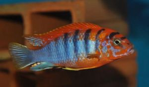 Labidochromis Hongi Super Red Aquarium Fish