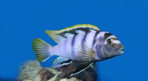 Labidochromis Mbamba Bay Aquarium Fish