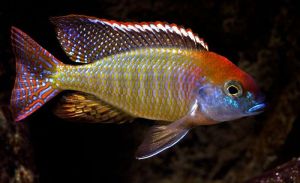 Lethrinops Red Cap Itungi Aquarium Fish