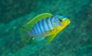 Metriaclima Aurora Likoma Island Aquarium Fish