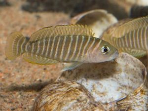 Neolamprologus Similis Aquarium Fish