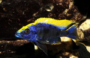 Otopharynx Lithobates Aquarium Fish