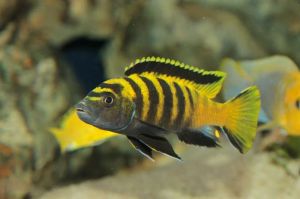 Pseudotropheus Elongatus Flavus Aquarium Fish